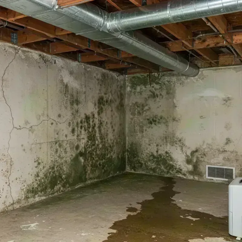 Professional Mold Removal in Osage Beach, MO